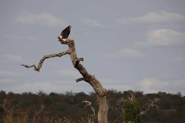 Wollkopfgeier Abutre Cabeça Branca Trigonoceps Occipitalis — Fotografia de Stock