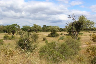 Afrikanischer Busch / African Bush /