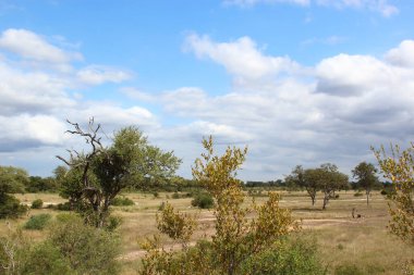 Afrikanischer Busch / African Bush /