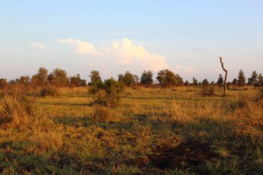 Afrikanischer Busch / African Bush /