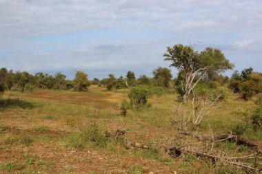 Afrikanischer Busch / African Bush /