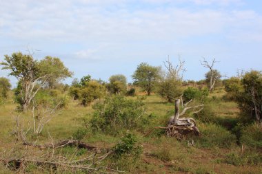 Afrikanischer Busch / African Bush /