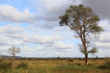 Afrikanischer Busch / African Bush /