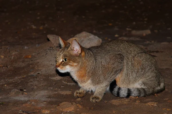 Afrikanische Falbkatze African Wildcat Felis Lybica — Stock Photo, Image