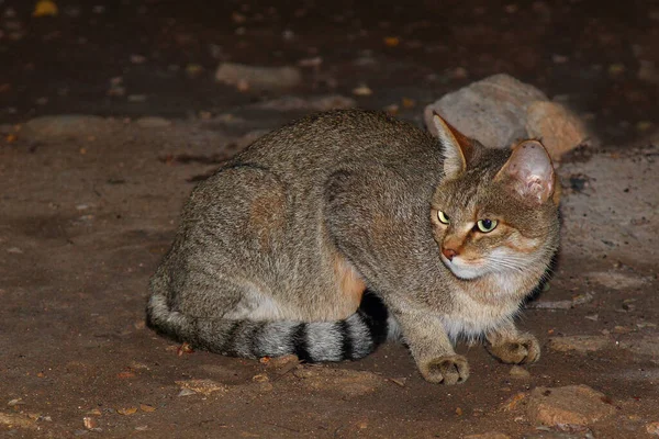 Afrikanische Falbkatze African Wildcat Felis Lybica — Stock Photo, Image