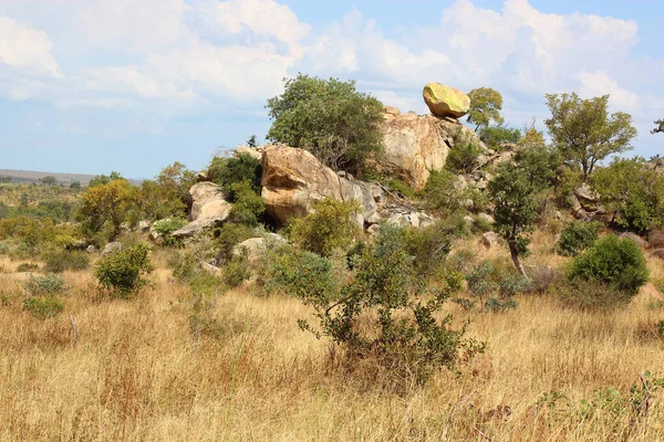 Afrikanischer Busch Αφρικανικός Μπους — Φωτογραφία Αρχείου