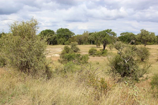 Afrikanischer Busch African Bush — Foto de Stock