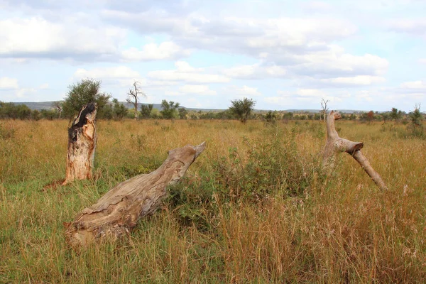 Afrikanischer Busch African Bush — Zdjęcie stockowe