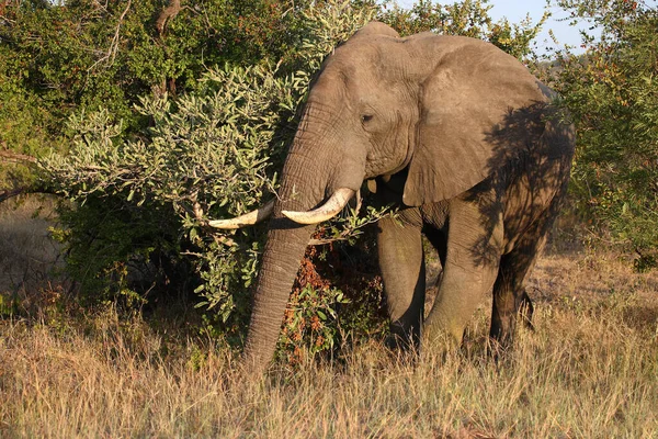 Африканский Слон Африканский Слон Loxodonta Africana — стоковое фото