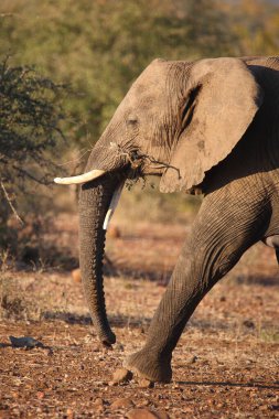 Afrikanischer Elefant / African elephant / Loxodonta africana