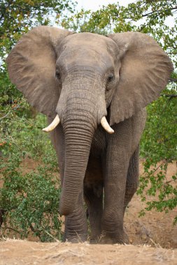 Afrikanischer Elefant / African elephant / Loxodonta africana