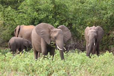 Afrikanischer Elefant / African elephant / Loxodonta africana