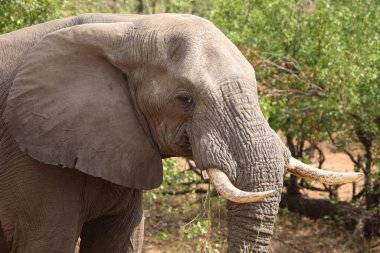 Afrikanischer Elefant / African elephant / Loxodonta africana