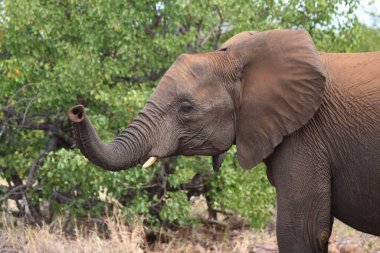 Afrikanischer Elefant / African elephant / Loxodonta africana