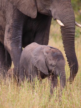 Afrikanischer Elefant / African elephant / Loxodonta africana