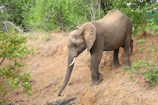 Afrikanischer Elefant African Elephant Loxodonta Africana — Stok fotoğraf