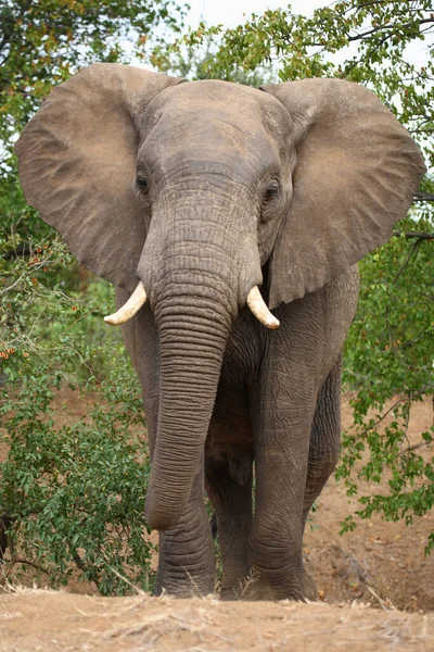 Afrikanischer Elefant African Elephant Loxodonta Africana — Stockfoto