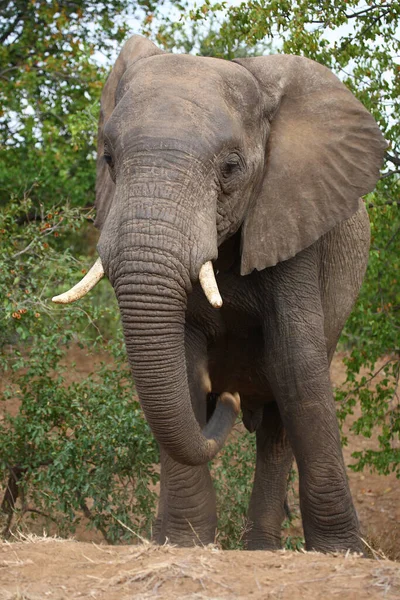 Afrikanischer Elefant African Elephant Loxodonta Africana — Stok fotoğraf