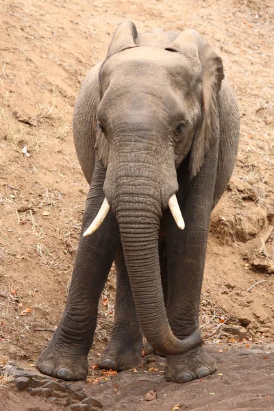 Afrikanischer Elefant African Elephant Loxodonta Africana — Stockfoto