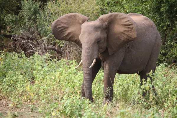 Afrikanischer Elefant Αφρικανικός Ελέφαντας Loxodonta Africana — Φωτογραφία Αρχείου