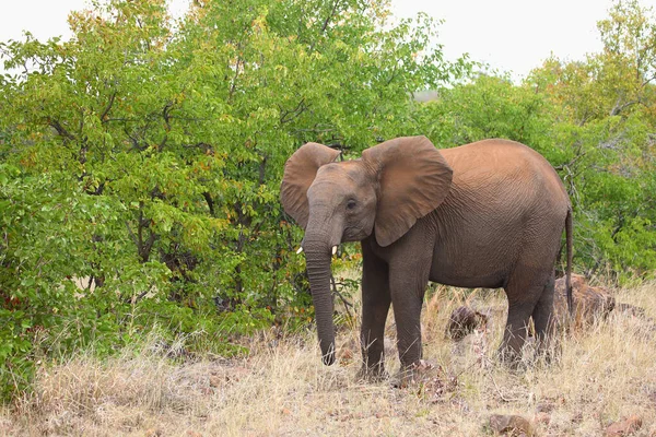 Afrikanischer Elefant African Elephant Loxodonta Africana — Foto Stock