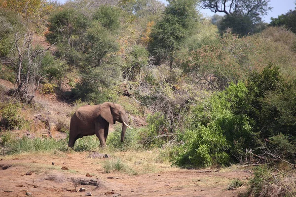 Afrikanischer Elefant African Elephant Loxodonta Africana — Stock Fotó