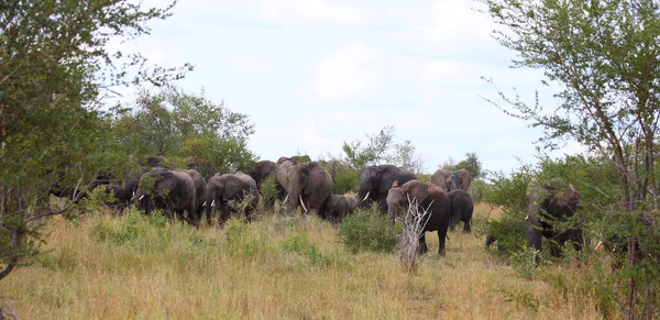 Afrikanischer Elefant African Elephant Loxodonta Africana — Photo