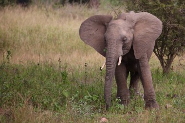 Afrikanischer Elefant / African elephant / Loxodonta africana