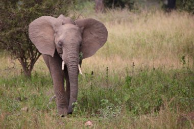 Afrikanischer Elefant / African elephant / Loxodonta africana