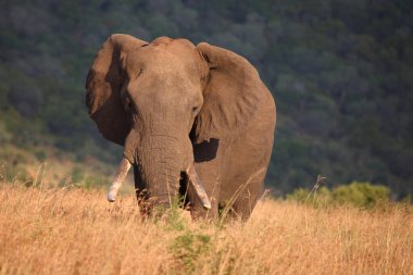Afrikanischer Elefant / African elephant / Loxodonta africana