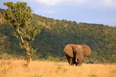 Afrikanischer Elefant / African elephant / Loxodonta africana