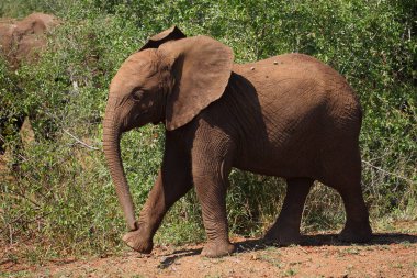 Afrikanischer Elefant / African elephant / Loxodonta africana