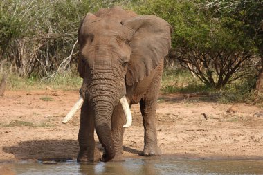 Afrikanischer Elefant / African elephant / Loxodonta africana
