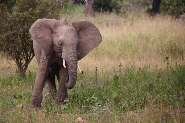 Afrikanischer Elefant African Elephant Loxodonta Africana — Stockfoto