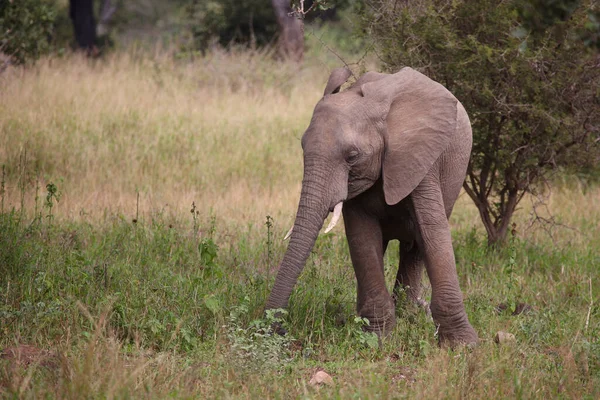 Afrikanischer Elefant African Elephant Loxodonta Africana — Fotografia de Stock