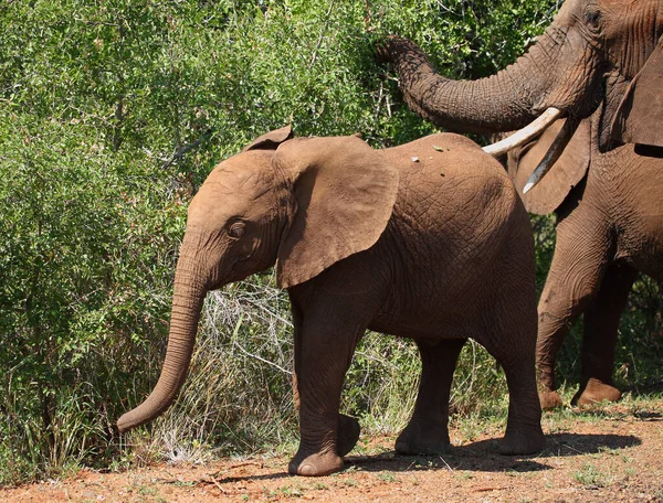 Afrikanischer Elefant African Elephant Loxodonta Africana — 스톡 사진