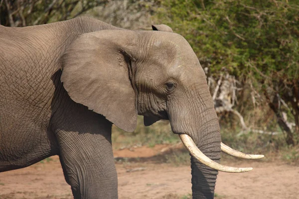 Afrikanischer Elefant Αφρικανικός Ελέφαντας Loxodonta Africana — Φωτογραφία Αρχείου