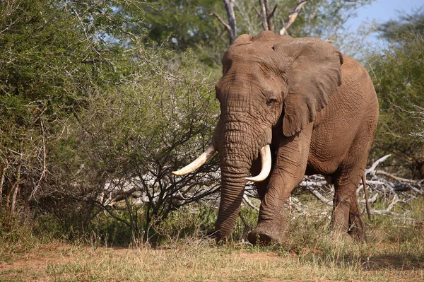 Afrikanischer Elefant African Elephant Loxodonta Africana — 스톡 사진