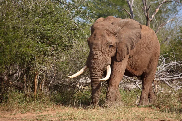 Afrikanischer Elefant African Elephant Loxodonta Africana — 스톡 사진