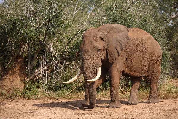 Afrikanischer Elefant Αφρικανικός Ελέφαντας Loxodonta Africana — Φωτογραφία Αρχείου