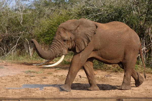 Afrikanischer Elefant Αφρικανικός Ελέφαντας Loxodonta Africana — Φωτογραφία Αρχείου