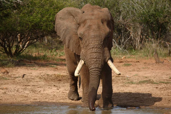 Afrikanischer Elefant African Elephant Loxodonta Africana — Stock Fotó