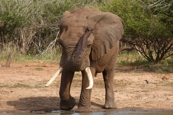 Afrikanischer Elefant African Elephant Loxodonta Africana — Stockfoto