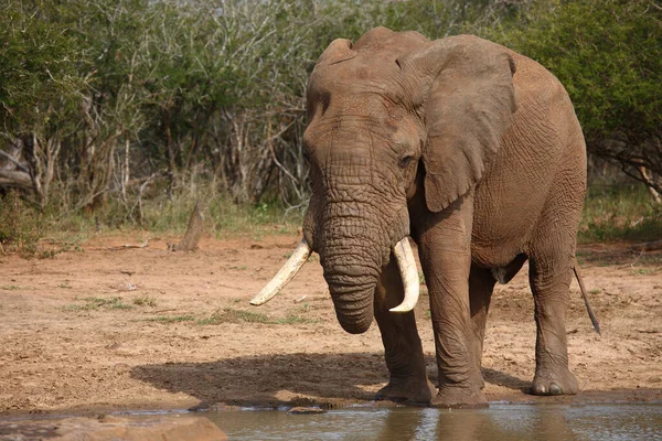 Afrikanischer Elefant African Elephant Loxodonta Africana — стокове фото