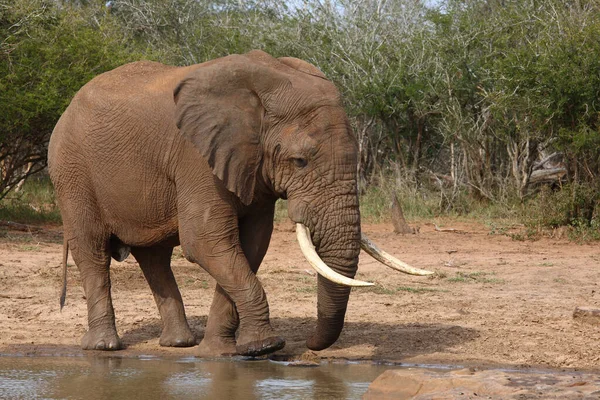 Afrikanischer Elefant African Elephant Loxodonta Africana — Stock Fotó