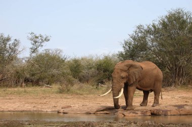 Afrikanischer Elefant / African elephant / Loxodonta africana