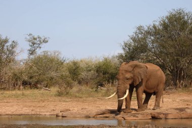 Afrikanischer Elefant / African elephant / Loxodonta africana