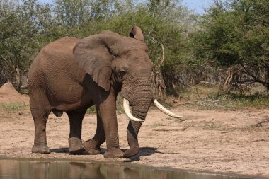 Afrikanischer Elefant / African elephant / Loxodonta africana