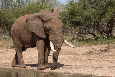 Afrikanischer Elefant / African elephant / Loxodonta africana