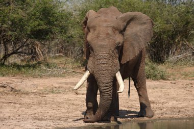 Afrikanischer Elefant / African elephant / Loxodonta africana